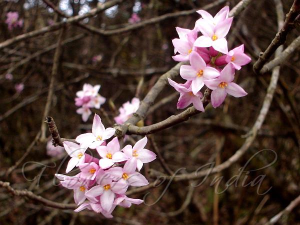 Icy Himalayan Daphne
